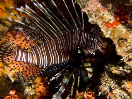 [pez-leon3-custom.jpg]