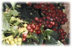 Nombran a la auxiliar de enfermería Kenia Ferreras como contralora municipal