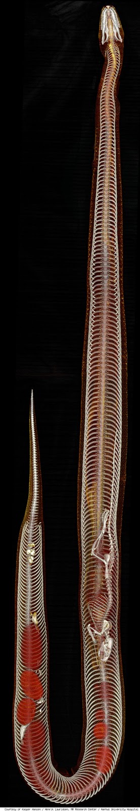 Scanning Technique Reveals Secrets of Snake Digestion