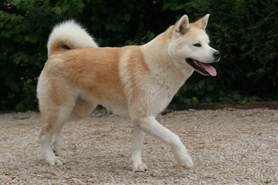 Akita amarelo Akita amarelo