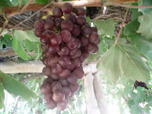 Buenas  uvas