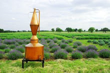 The Old Copper Distiller for Essential Oil of Lavender
