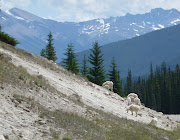Big Horn sheep along Icefields Parkway