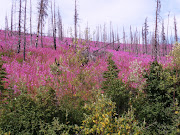 Miles of fireweed on 2004 burns ~ July 29, 2009