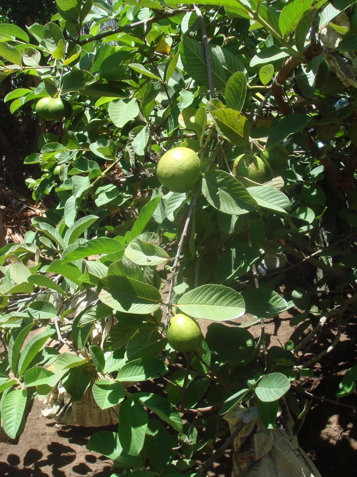 [Garden+Limes.JPG]