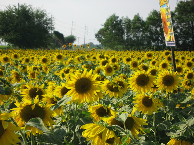 Sunflowers in Saraburi, Thailand