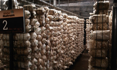 Mushroom farm in Thailand