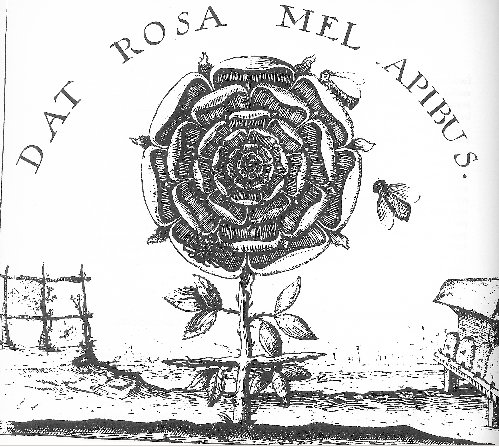 [dat_rosa_mel.jpg]