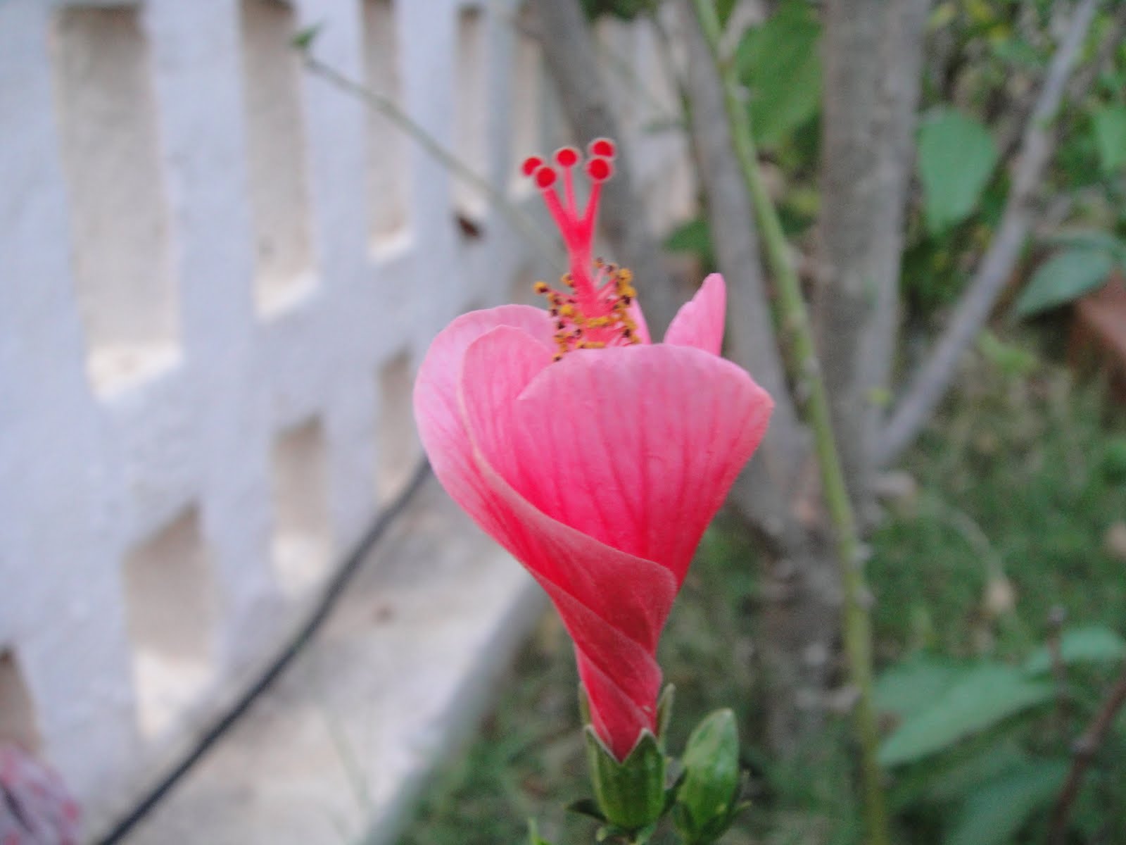 My Ramblings.. A pink hibiscus ready to bloom.. in my front yard..
