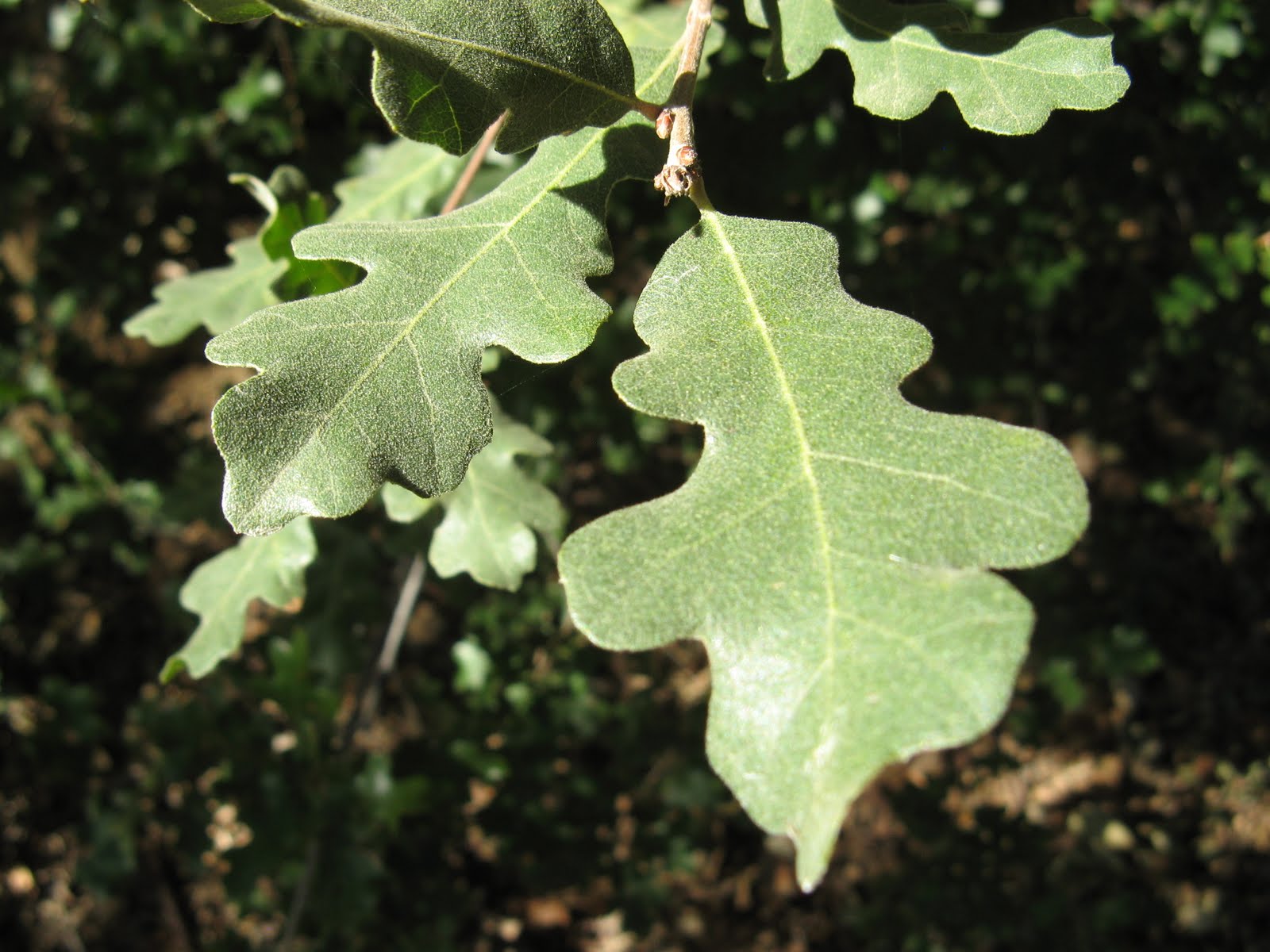Rooted in California The variety of Oaks As seen thru their Leaves