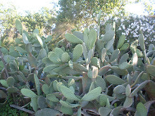 ficus senza fiches...