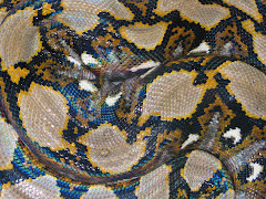 Captive Python 2007