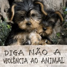 VIOLENCIA AO AMINAL