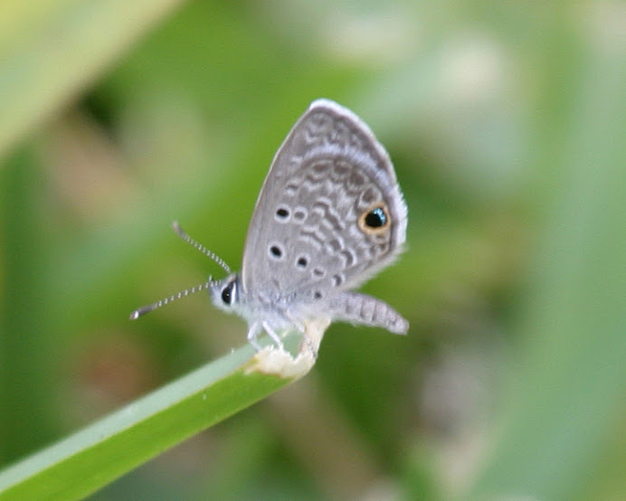 Ceraunus Blue