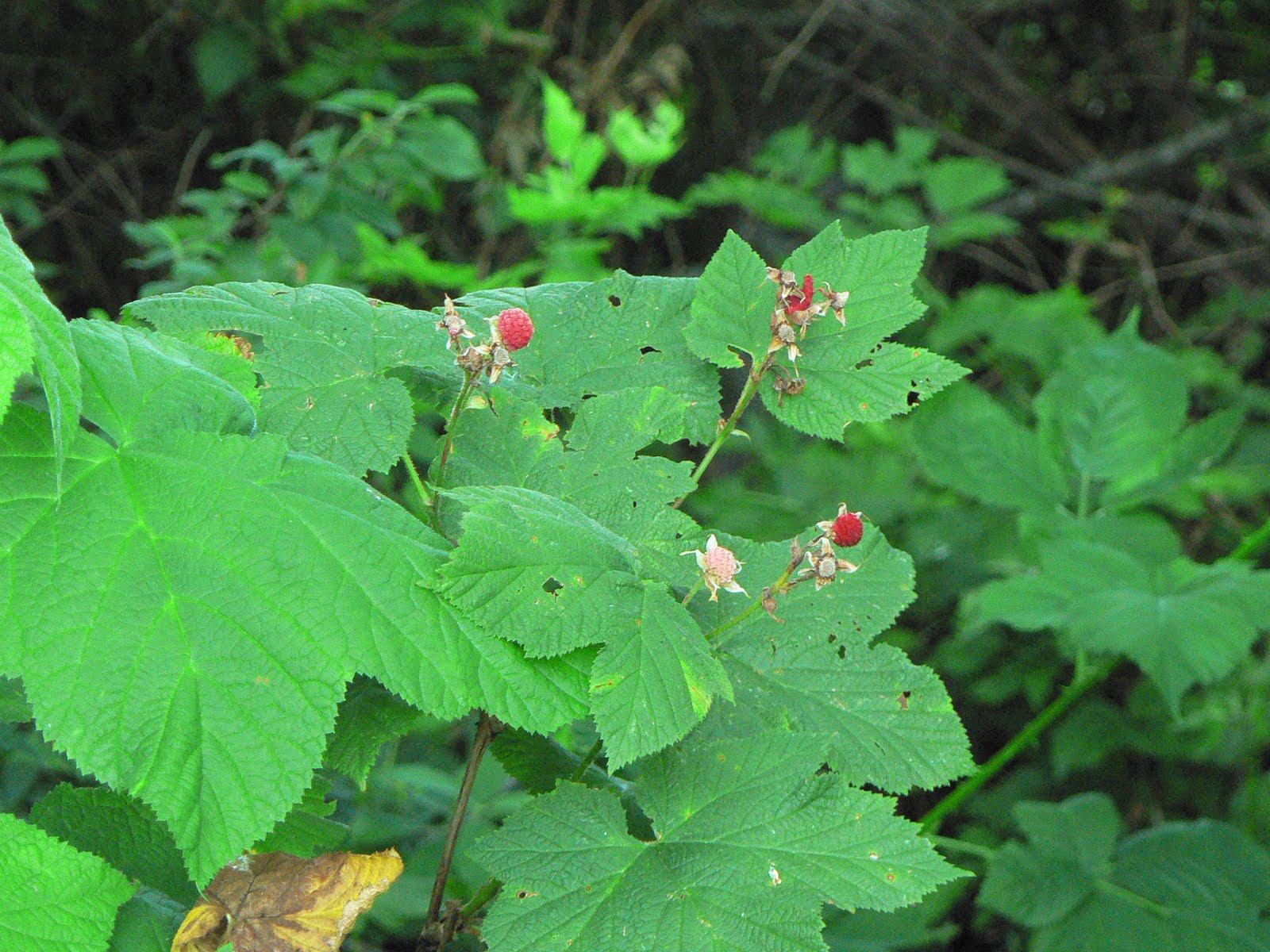 Laura's Blog: Wild Berries in the Puget Sound (Thimbleberry, Blackberry ...