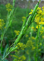 moutarde-brassica nigra