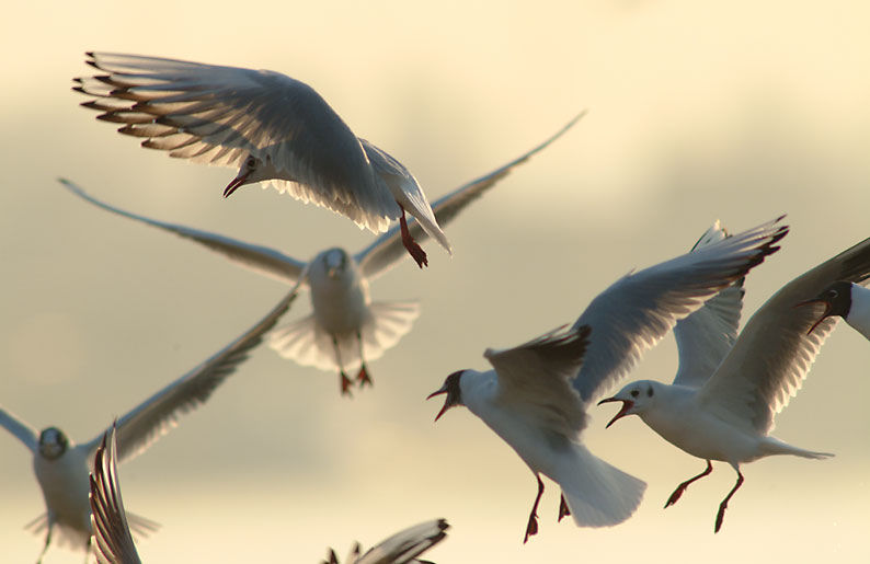 Gaivotas