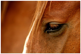 horses wallpapers. Beautiful Horses Wallpapers