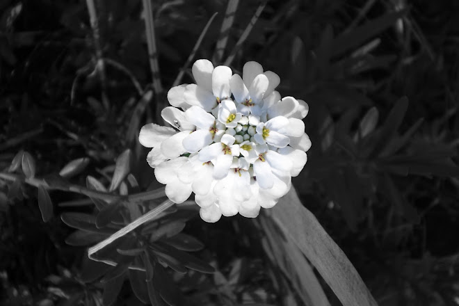 Garden's Little Sensation