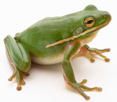 [frog-1.jpg]