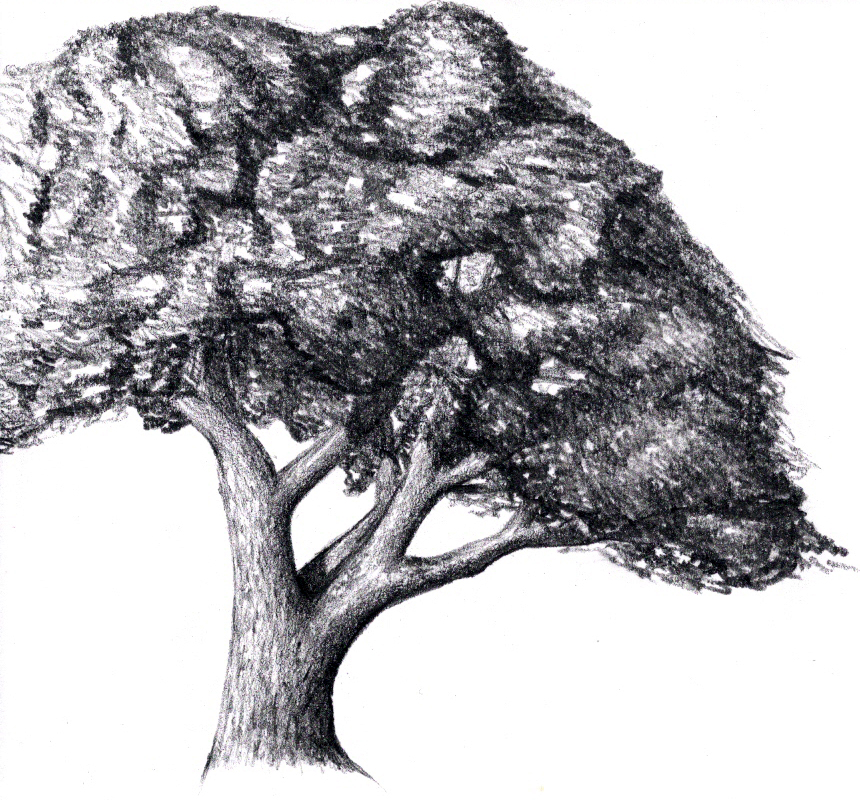 How To Draw Trees - eBook This!