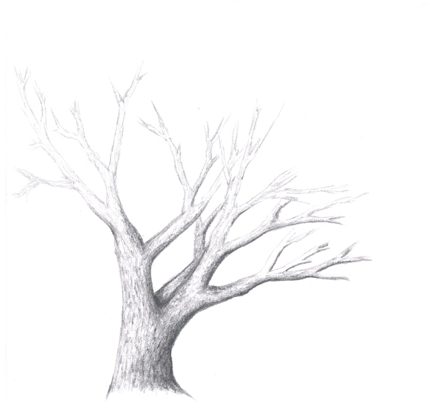 How To Draw A Tree - Draw Central