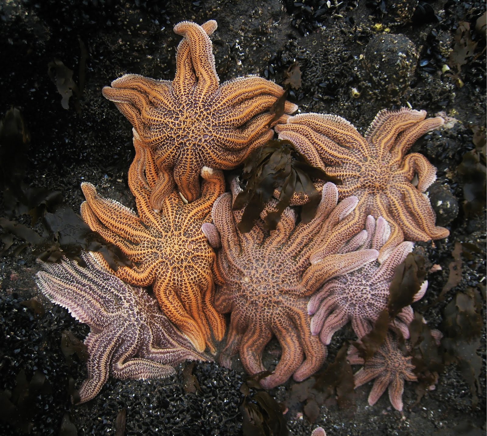 Nz Star Fish The Echinoblog: Stichaster australis-A Pisaster-like parallel species!!