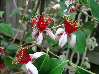 Annieianaustin pineapple guava flowers