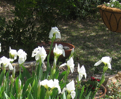 Annieinaustin, white iris