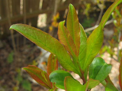 Annieinaustin, new pomegranate leaves