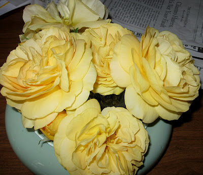 Annieinaustin, bowl of Julia Child Roses