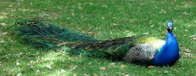 Annieinaustin, Mayfield Park peacock