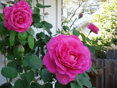 Annieinaustin, pink climbing rose