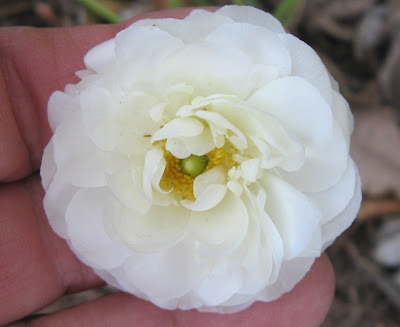 Annieinaustin, white anemone