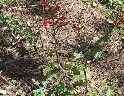 Annieinaustin, Salvia roemeriana