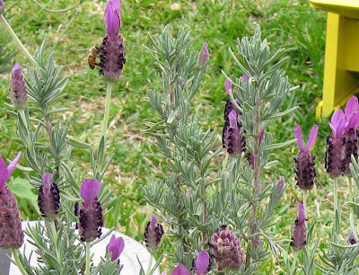 Annieinaustin, Spanish lavender