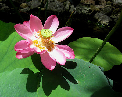 annieinaustin, pond 4 pink lotus 2