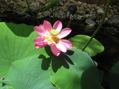 annieinaustin, pond 4 pink lotus 1