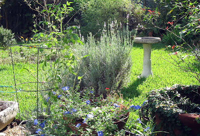 Annieinaustin Provence lavender and Evolvolus Blue Daze