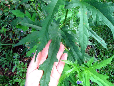 Annieinaustin Mystery tree 12 inch leaves
