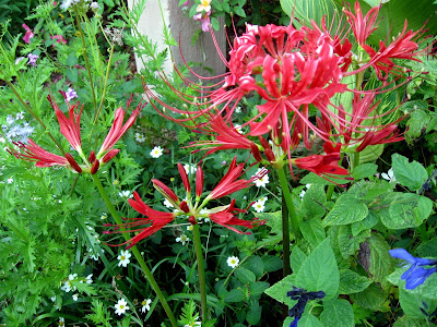 Annieinaustin, Red Spider Lily in butterfly garden