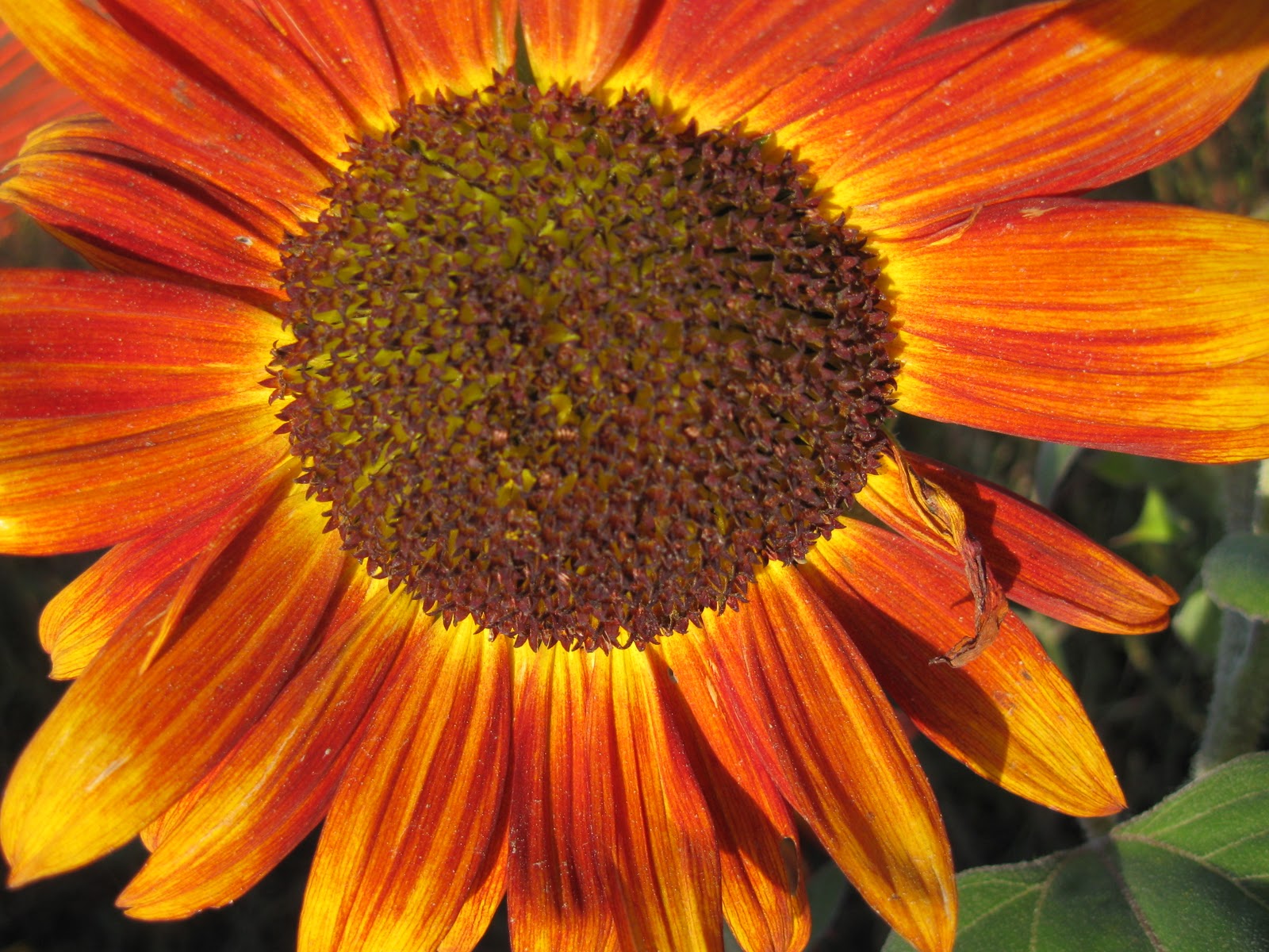 The Time of Our Life Sauvie Island One of the Best Days of Fall