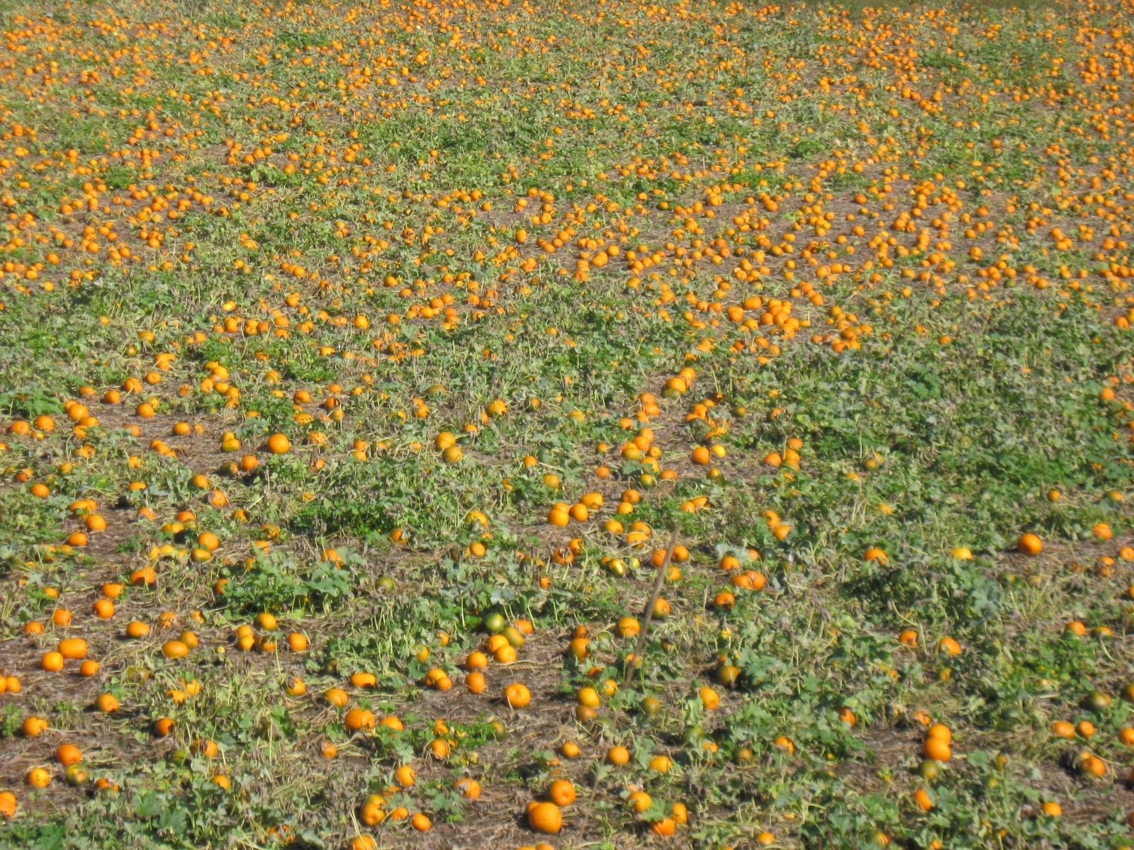 The Time of Our Life Sauvie Island One of the Best Days of Fall