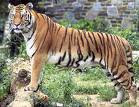 कृपया राष्ट्रीय-पशु बाघ को बचाइये
