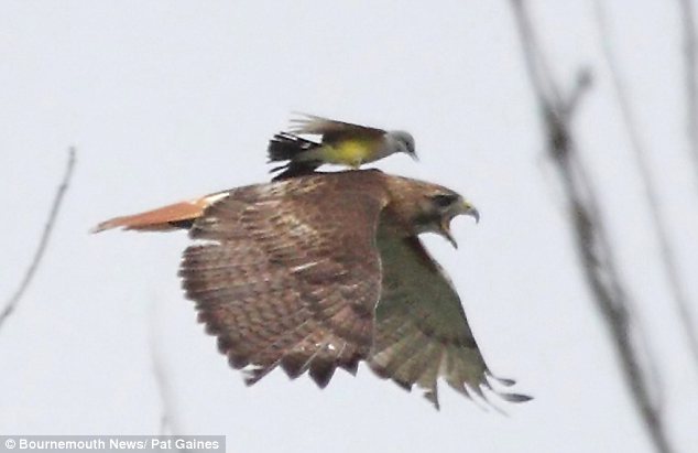 [article-0-069CA17A000005DC-430_634x411.jpg]