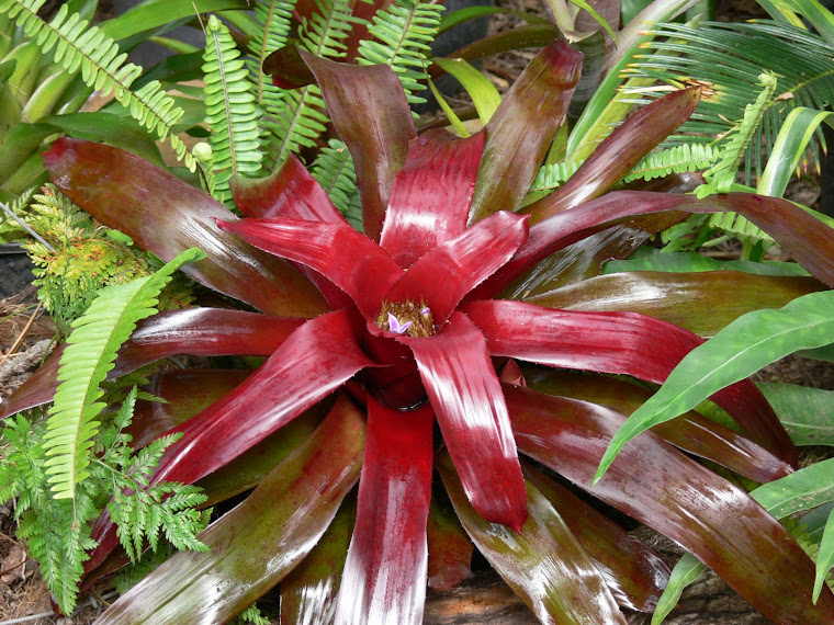 Bromeliad Collectors