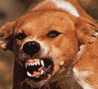 rabid_dog_small.jpg