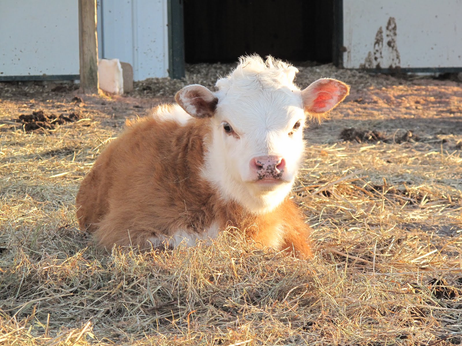RWV Land & Livestock South