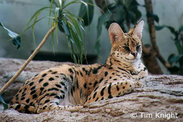 serval cat