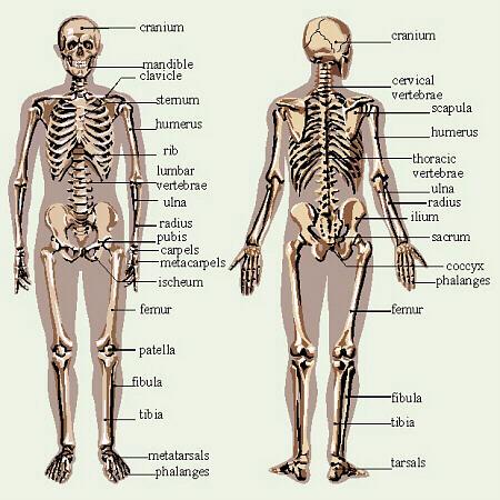 Body organization and the integumentary skeletal
